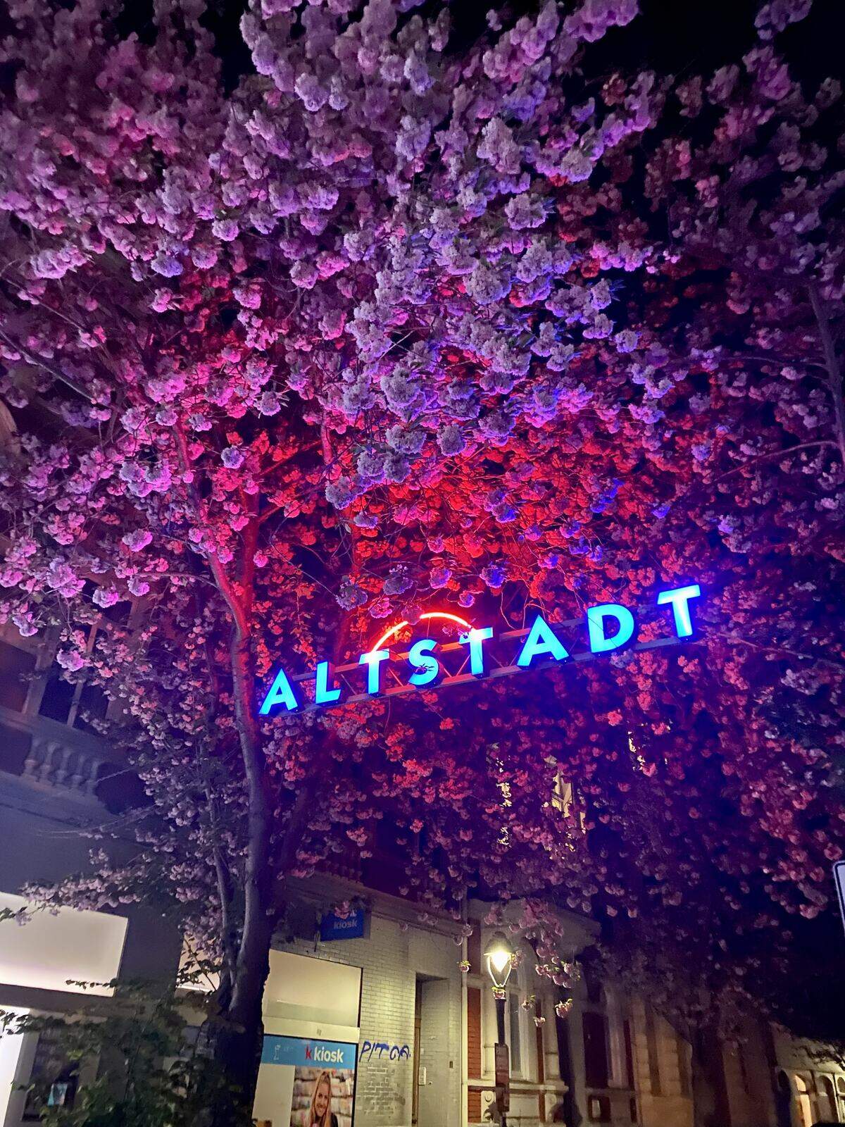A neon Altstadt sign beneath blooming cherry blossoms at night