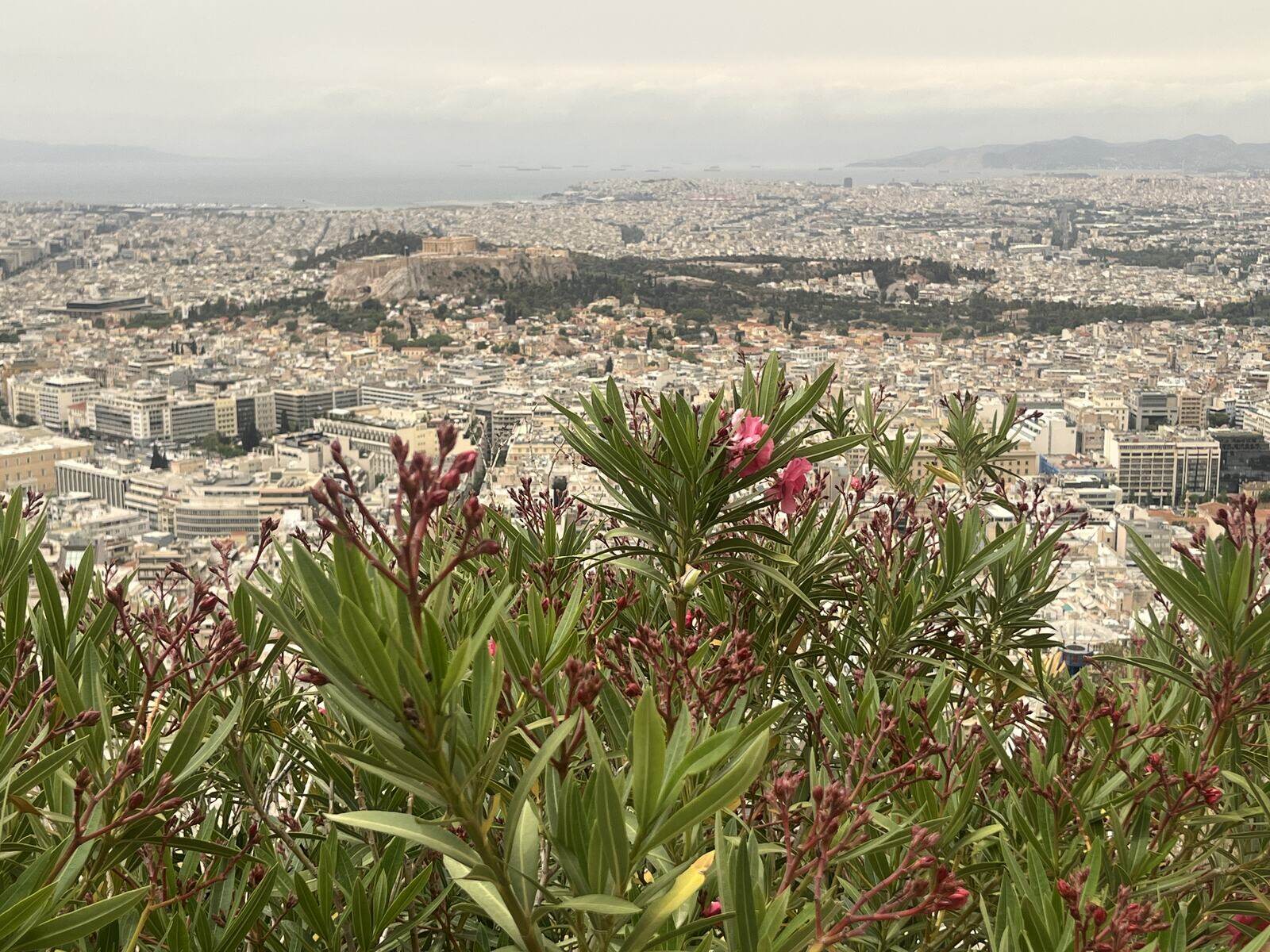 Oleander flowers with a view over Athens and the Acropolis
