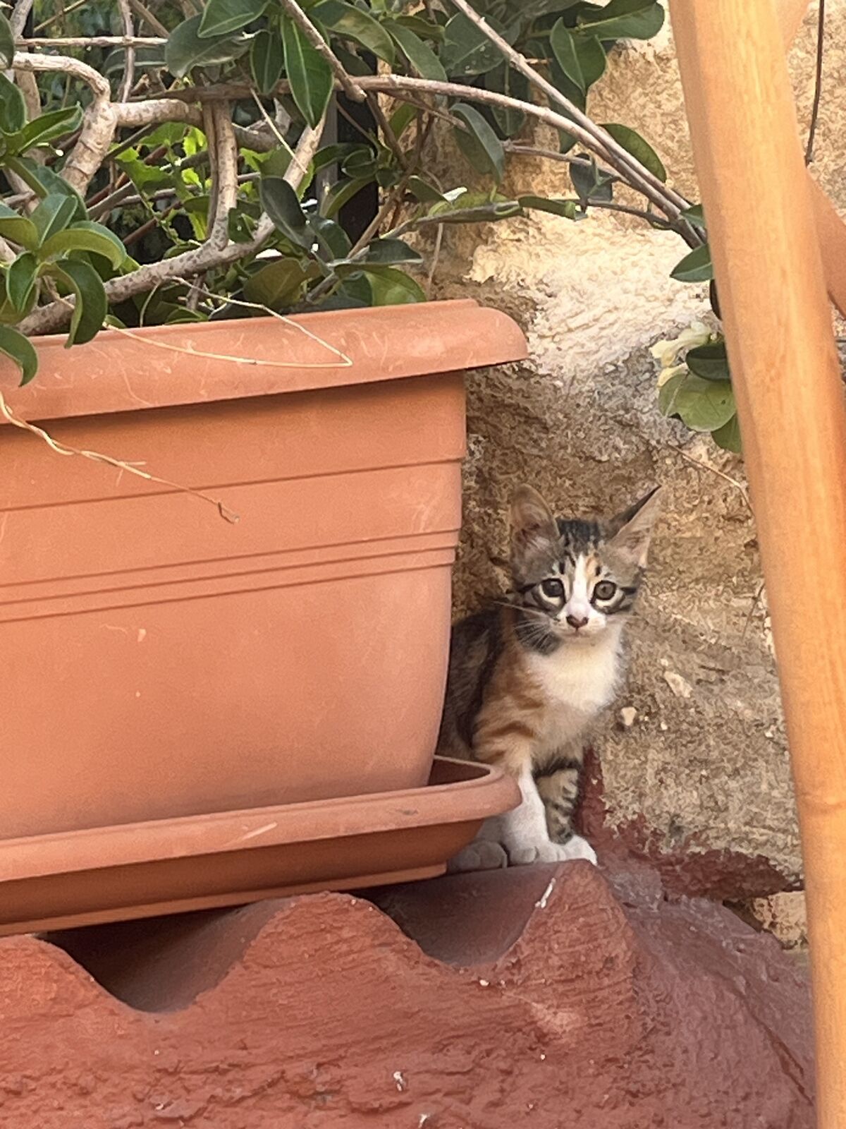 A curious kitten beside a terracotta plant pot in Greece